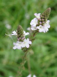 Image result for Verbena officinalis