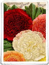 15 easiest flowers to grow Flowers Page Colorful Free Image On Pixabay