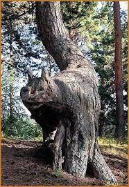 M E O W E W Weird Trees Unique Trees Tree Forest