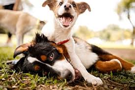 Maybe you would like to learn more about one of these? Veterinarian And Animal Hospital Pepperell Ma All Pets Veterinary Hospital