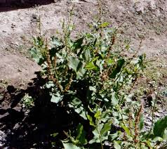 Image result for Rumex nepalensis