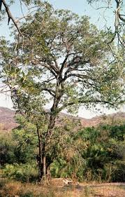 Image result for Breonadia