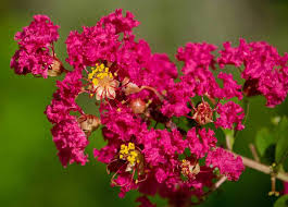 We did not find results for: 14 Dog Safe Trees For Your Backyard Patchpuppy Com