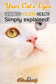 The result is an insuffiently lubricated eye. 5 Types Of Cat Eye Colors The Best Explanations