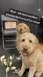 Ruby, Yankee, Keisha, Opal, Bauer, Nero, Appa and, Tucker!