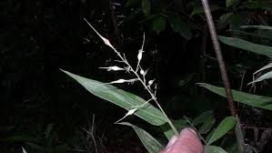 Image result for Olyra latifolia