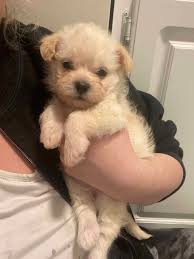 Teddy bear face & baby doll face maltipoo puppies for sale. Tiny Teacup Maltipoo Puppy Petclassifieds Com