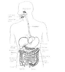 Draw the urinary system and the functions of each part. Draw A Neat Labelled Diagram Of The Digestive System Of The Human Body