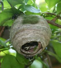 The most common shape for a wasp nest is a football shape, typically hanging from one narrow side. How To Find A Wasp Nest Arxiusarquitectura