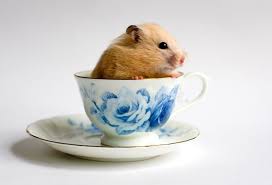 Hamster In The The Teacup Hamster Siting In The Cup Affiliate Teacup Hamster Cup Siting Ad Hamster Stock Images Free Tea Cups