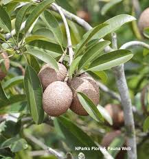 Image result for Manilkara sansibarensis