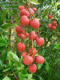 Buy tropical fruits&fruit trees and get the best deals at the lowest prices on ebay! Tropical Fruit