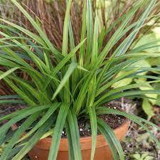 Switchgrass does not like a. Which Grass Is Best Suited As An Indoor Perennial Gardening Landscaping Stack Exchange