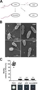 A species of considerable medical importance. Host Induced Spermidine Production In Motile Pseudomonas Aeruginosa Triggers Phagocytic Uptake Elife