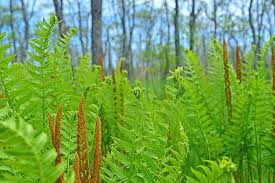 Image result for Osmunda