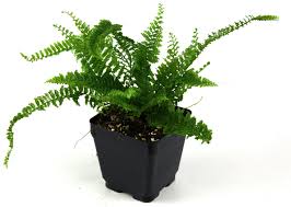 Nephrolepis Exaltata Fluffy Ruffles Fern Josh S Frogs Terrarium Plants For Sale Terrarium Plants Closed Terrarium Plants