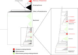 Image result for Buchnera attenuata