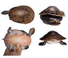 This leaves a lot of room for growth once you purchase them! Red Bellied Short Necked Turtle Wikipedia