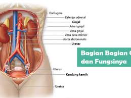 Bagian Bagian Ginjal Dan Fungsinya Sebagai Alat Ekskresi Manusia
