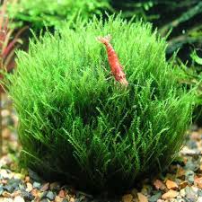 Moss Willow Moss Aquarium Plant Fontinalis Antipyretica Planted Aquarium Plants Freshwater Aquarium Plants