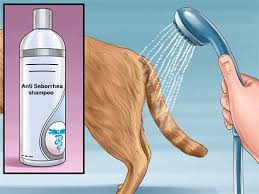 This is why stud tail occurs more in entire male cats (known as. Cat Acne Treatment Drone Fest