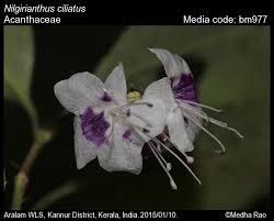 Image result for Kotschya strobilantha