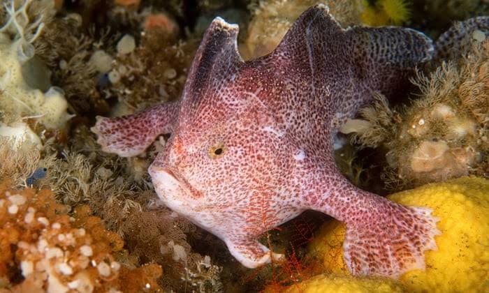 Rare 'walking' fish with hands spotted in Australia