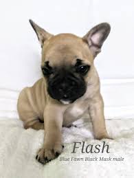 We are offering the french bulldog puppies in a variety of colors in texas. Flash A Male Akc French Bulldog Puppy From Lone Tree Colorado Frenchbulldogs Frenchbulldogpuppy Frenchbulld Puppies French Bulldog Puppy French Bulldog