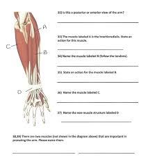 Ebraheims educational animated video describes the muscle anatomy of the upper arm. Solved 32 Is This A Posterior Or Anterior View Of The Ar Chegg Com