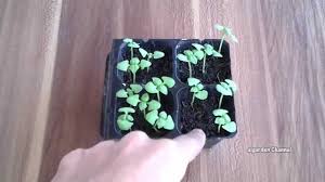 Maybe you would like to learn more about one of these? Isi 20 30 Benih Biji Bibit Daun Kemangi Unggul Sayur Sayuran Lokalsayuran Hidroponikbibit Daun Kemangipaket Bibit Kemangibibit Kemangi Superbibit Biji Kemangibibit Benih Kemangibibit Kemangi Merahbibit Pohon Kemangibibit Sayuran Kemangi Lazada Indonesia