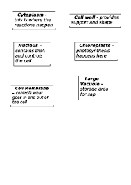 Maybe you would like to learn more about one of these? Animal And Plant Cells Colour Coding The Different Parts Teaching Resources