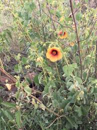 Image result for Abutilon hirtum