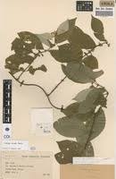 Image result for Sabicea venosa