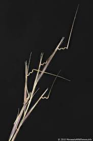 Image result for Aristida meridionalis
