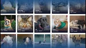 Submission of this application does not automatically grant an adoption. Search Adoptable Animals San Diego Humane Society