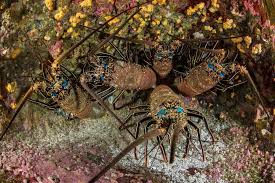 Image result for tbn:TG6q2zp6I3_-sM::balta.ikk.sztaki.hu/webshots/Oceans/12369.jpg