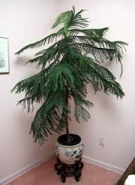 I want to get a norfolk island pine tree (~3 feet) and use it as a christmas tree. Wonderful Norfolk Pine Houseplants Norfolk Pine Christmas Tree Plant Plants