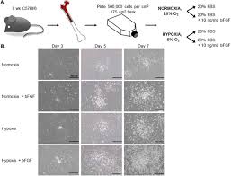 Aseptic technique for animal cell culture. A Novel Technique For Accelerated Culture Of Murine Mesenchymal Stem Cells That Allows For Sustained Multipotency Scientific Reports