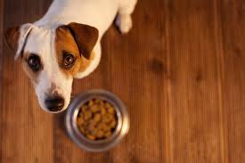 How much should an elderly dog eat? Can Dogs Eat Spicy Food Hill S Pet