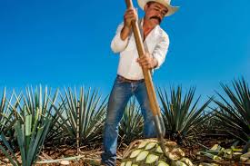Demon slayer seems to be an arena fighter demon slayer seems to be an arena fighter. The Secret Power Of The Tequila Plant That Could Help Feed The World New Scientist