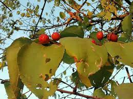 Image result for Ziziphus abyssinica