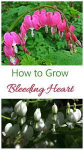 Bleeding Heart How To Grow Dicentra Spectabilis Bleeding Heart Bleeding Heart Plant Flower Landscape
