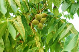 Apple trees can grow as big as 20 feet in height. Identifying Trees In Milne Hollow Leaf Local Enhancement Appreciation Of Forests