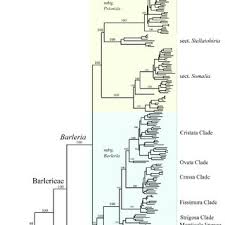 Image result for Barleria crossandriformis