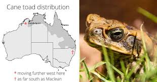 American toads have one of the most notable calls of all toads. Help A Cane Toad Poisoned My Dog First Aid Walkerville Vet