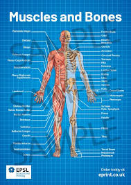 The quadriceps and the hamstrings. Muscles And Bones A2 Poster A2 Educational Posters Epsl Educational Printing