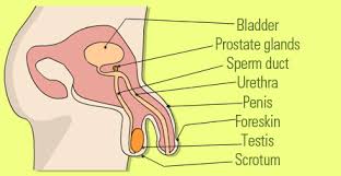 The female reproductive system includes: Male Reproductive System Organs Functions And Problems New Kids Center