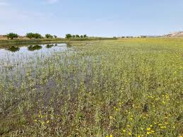 Image result for Eleocharis atropurpurea