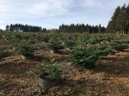 On le surnomme la rolls royce du sapin, ses aiguilles sont résistantes, c'est pour ces raisons que beaucoup de foyers belges ont remplacé leur sapin traditionnel par ce nouveau venu du caucase. Du Morvan A Nos Salons La Longue Vie D Un Sapin De Noel Le Point