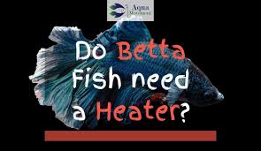 Whether betta fish need a filter or not depends on several factors including tank size, the level of care, tank mates, and more. Do Betta Fish Need A Heater Get The Answer Here Aqua Movement